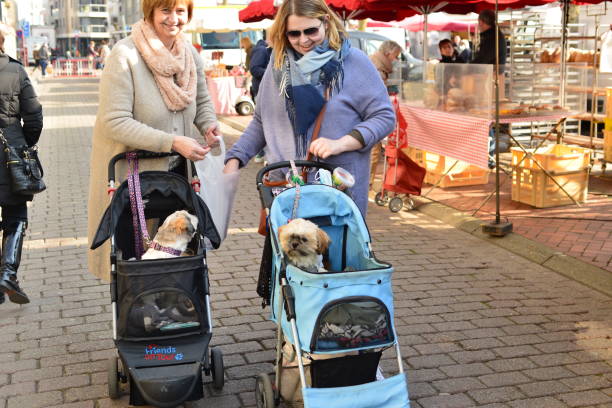 Friday morning market Blankenberge outdoor town square Grote Markt Blankenberge, West Flanders, Belgium - March 03, 2022: 2 Maltese Shih Tzu sitting in a dog trolley. The two owners, smiling, are so proud that they stopped walking to have their dog photographed. poodle color image animal sitting stock pictures, royalty-free photos & images