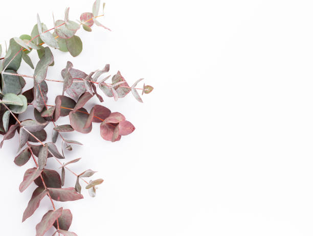 istock Eucalyptus composition. Pattern made of various colorful flowers on white background. Flat lay stiil life. 1382382620