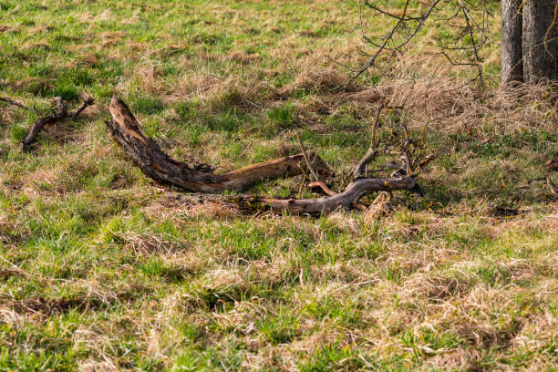 After the strong winds in winter, there are damage to the trees in a meadow