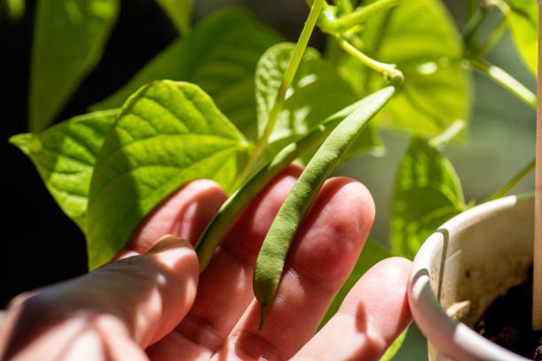 istock Farmer hands examining plant, young plant growing 1382382969