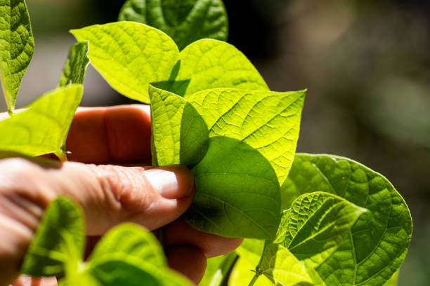 Farmer hands examining plant, young plant growing