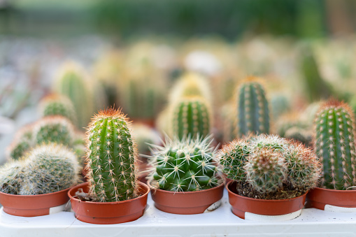 Barrel Cactus growing in an arid garden.