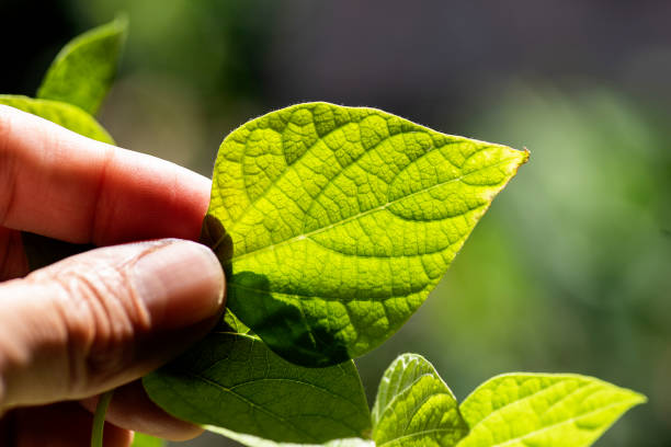 istock Bean plant, Green leaves in macro close up 1382385593