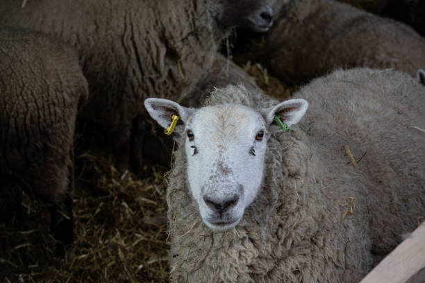 istock Portrait of a sheep 1382385932