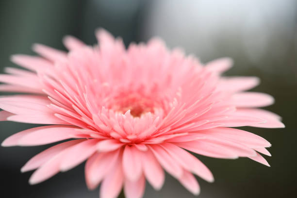 Pink gerbera macro flower closeup