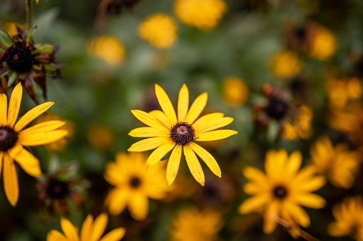Extreme close up of a black eyed Susan growing in a rural area in the North East of England.
