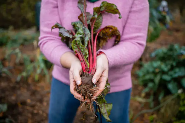 Woman volunteer working outdoors on a community farm, holding a rhubarb plant she has just harvested. The farm is sustainable and environmentally friendly in the North East of England.
