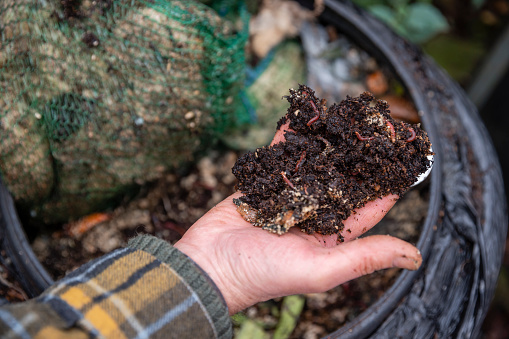 Close up of a hand holding compost from a compost bin with worms in it. She is volunteering at a community farm in the North East of England.