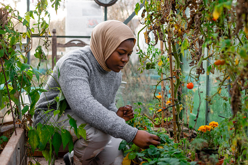 Woman volunteering at a community farm in the North East of England, working in a greenhouse with tomatoes. She is tending to the crops.