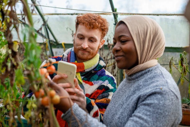 Volunteering in the Greenhouse Multiracial volunteers wearing warm casual clothing and accessories on a sunny cold winters day. They are volunteering at a community farm, working in a greenhouse with tomatoes. They are taking a photo on a mobile phone of the plant. environment healthy lifestyle people food stock pictures, royalty-free photos & images