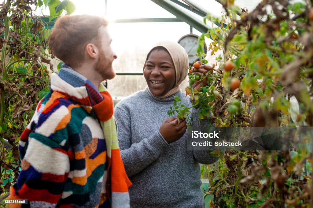 Gardening in the Greenhouse Multiracial volunteers wearing warm casual clothing and accessories on a sunny cold winters day. They are volunteering at a community farm, working in a greenhouse with tomatoes. Community Garden Stock Photo
