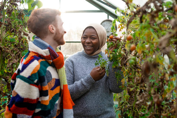 Gardening in the Greenhouse Multiracial volunteers wearing warm casual clothing and accessories on a sunny cold winters day. They are volunteering at a community farm, working in a greenhouse with tomatoes. community garden stock pictures, royalty-free photos & images