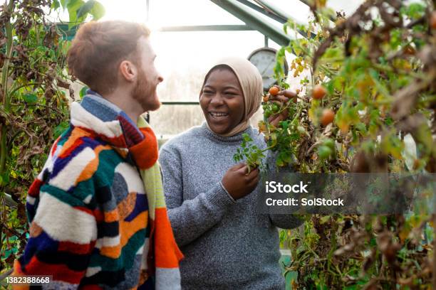 Gardening In The Greenhouse Stock Photo - Download Image Now - Community Garden, Charity and Relief Work, Gardening