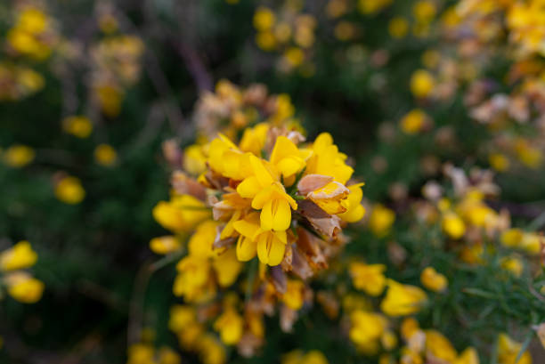 istock Yellow flowers of gorse bush 1382389776