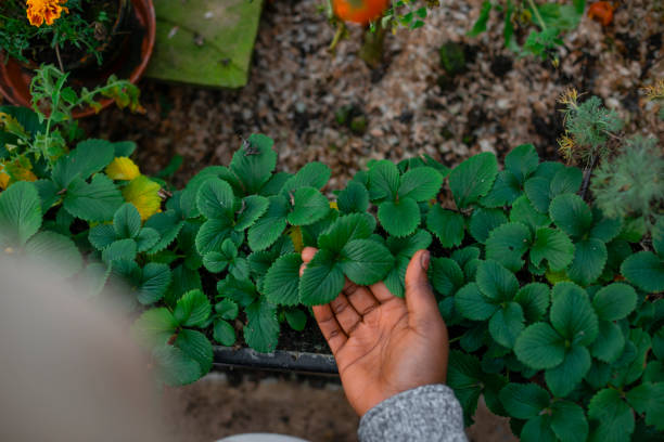 comprobación de las plantas - green thumb refrán en inglés fotografías e imágenes de stock