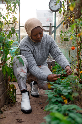 Woman volunteering at a community farm in the North East of England, working in a greenhouse with tomatoes. She is tending to the crops.
