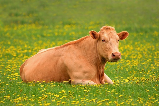 Lovely cow lying in the pasture with blooming dandelions - Limousin breed