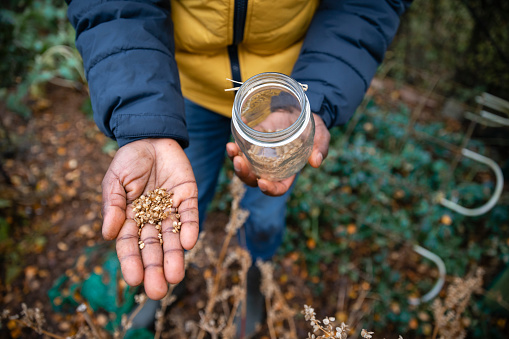 Direct above close up view of a male volunteer harvesting the seeds from a atriplex hortensis (orache red) crop, dropping them into a glass jar while working outdoors on a community farm. The farm is sustainable and environmentally friendly in the North East of England.