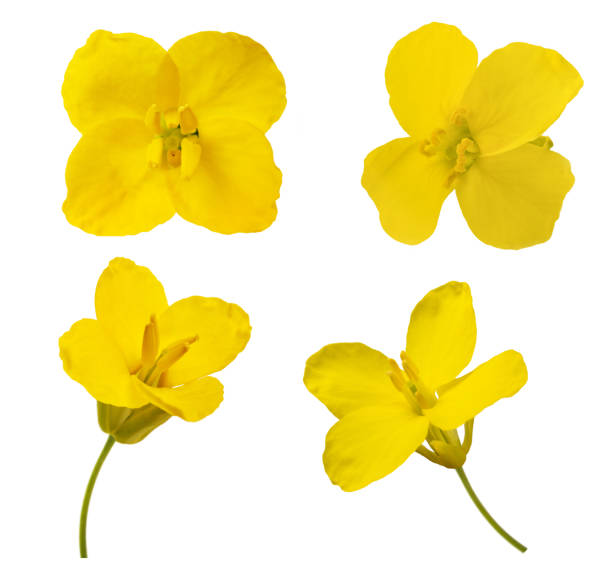 mix di fiori di colza - rape oil foto e immagini stock