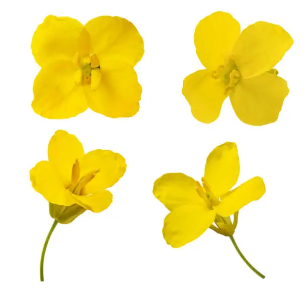 Rapeseed flowers mix  isolated on white background