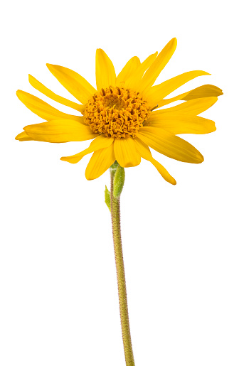 Arnica flower isolated on white background