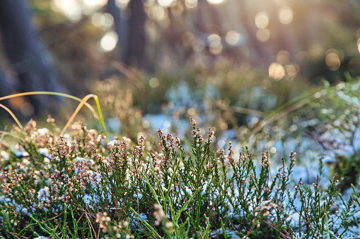 Snow covered Calluna vulgaris, common heather, ling, or simply heather in sunset light from behind captured in Halmstad, Sweden