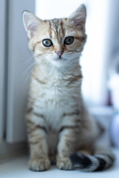 istock A kitten of the Scottish Straight breed 1382405420