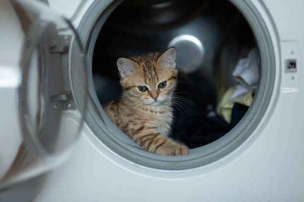 istock A kitten of the Scottish Straight breed 1382405941