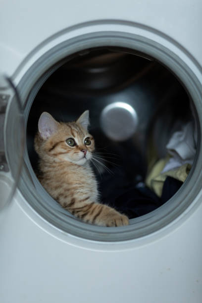 istock A kitten of the Scottish Straight breed 1382405943