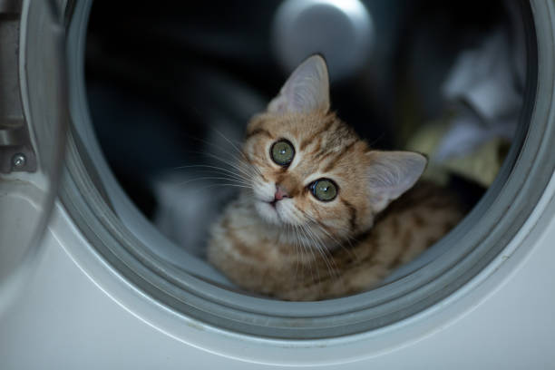 cute kitten got into the washing machine with things, lies, looks around