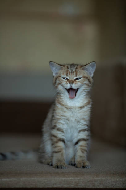 istock A kitten of the Scottish Straight breed 1382407576