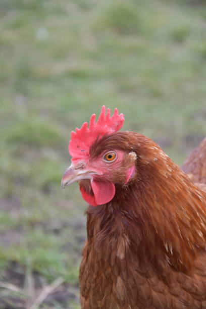 istock Freerange chicken portrait with Green Grass as background 1382415116