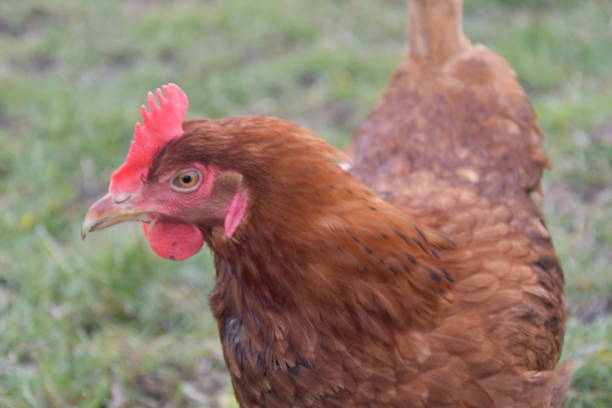 istock Freerange chicken on a organic farm 1382418349