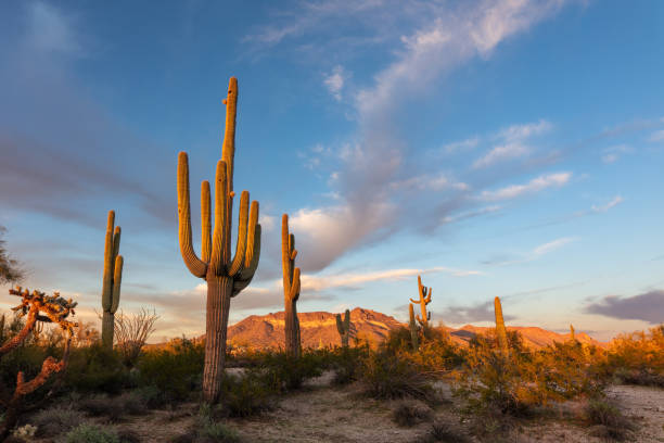 istock Saguaro Cactus in the Sonoran Desert 1382418889