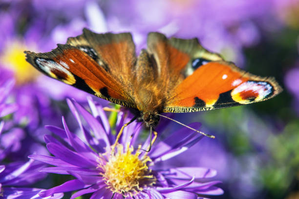 istock Peacock butterfly sitting on blue flower 1382419968