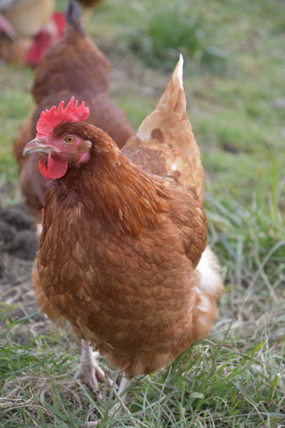 istock Freerange chicken on a organic farm 1382420015