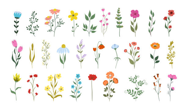 kolekcja pięknych dzikich ziół, zielnych roślin kwitnących, kwitnących kwiatów, izolowanych na białym tle. ręcznie rysowana szczegółowa ilustracja botaniczna - herbarium stock illustrations