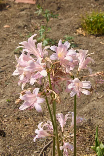 Amaryllis belladonna pink inflorescence