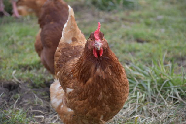 istock Freerange chicken on a organic farm 1382421022