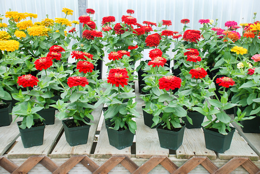 Zinnia growing in a pot with a shallow focus, dwarf zinnia flowers