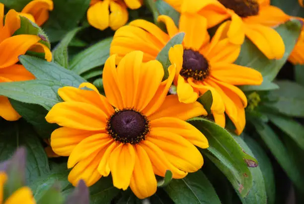 Yellow black-eyed Susans, Rudbeckia hirta, flowering in a summer garden. potted plant