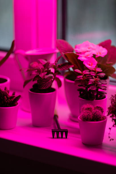 istock Flowers on the windowsill under a phytolamp 1382438657