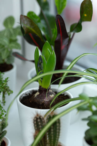 istock Flowers in white clay pots stand on the windowsill 1382438662