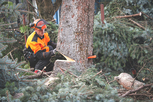 Arborist  cutting the tree.