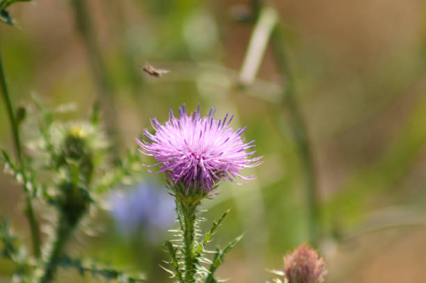 istock Spiny plumeless thistle flower closeup view with selective focus on foreground 1382446981