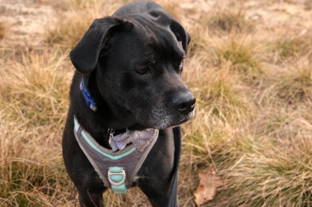istock Black dog in field 1382447432