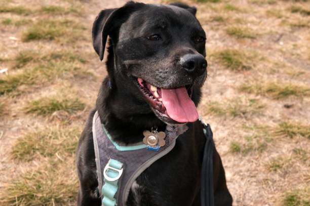 istock Black dog in field 1382447438