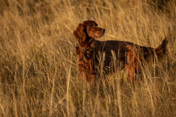 내 가을맞이 임산 - irish setter 뉴스 사진 이미지