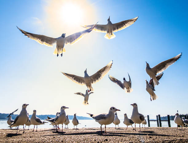 istock seagulls at a lake 1382455579