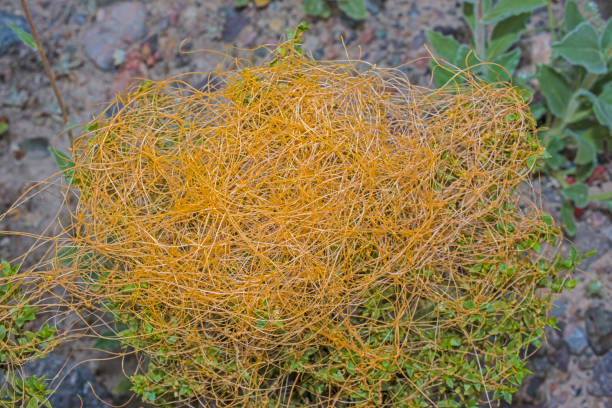Cuscuta denticulata, desert dodder or small-toothed dodder, is a thin, yellow to orange, parasitic annual vine in the morning glory family and found in Death Valley National Park, California. Convulvulaceae.
